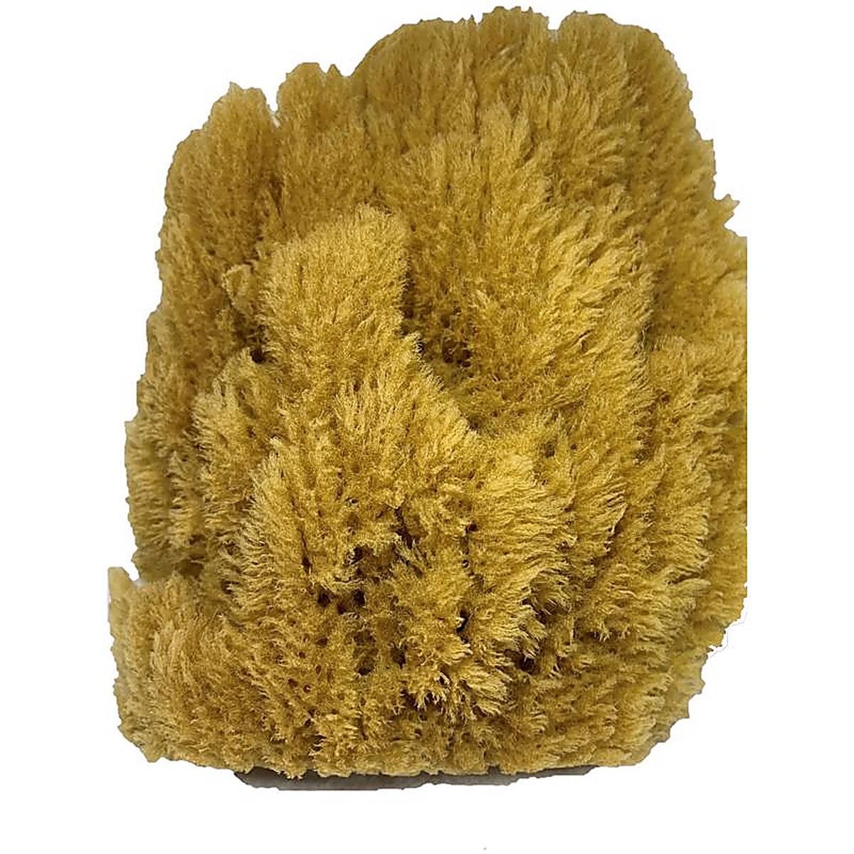 Armaly 15216 ProPlus 7 in. W Brown Natural Sponge Painting Sponge
