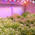 Feit Electric BR30GROWLEDG2BX BR30 E26 (Medium) LED Grow Light Sunlight 60 W 1 pk