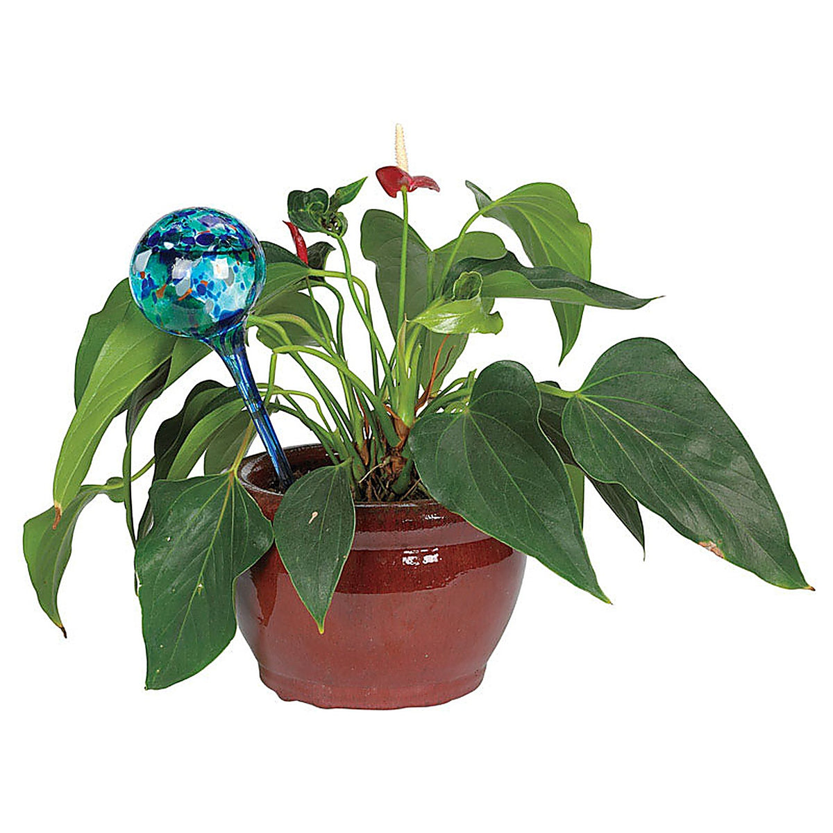 As Seen on TV - AQGLRGE6 - Aqua Globe Assorted Glass Aqua Globe