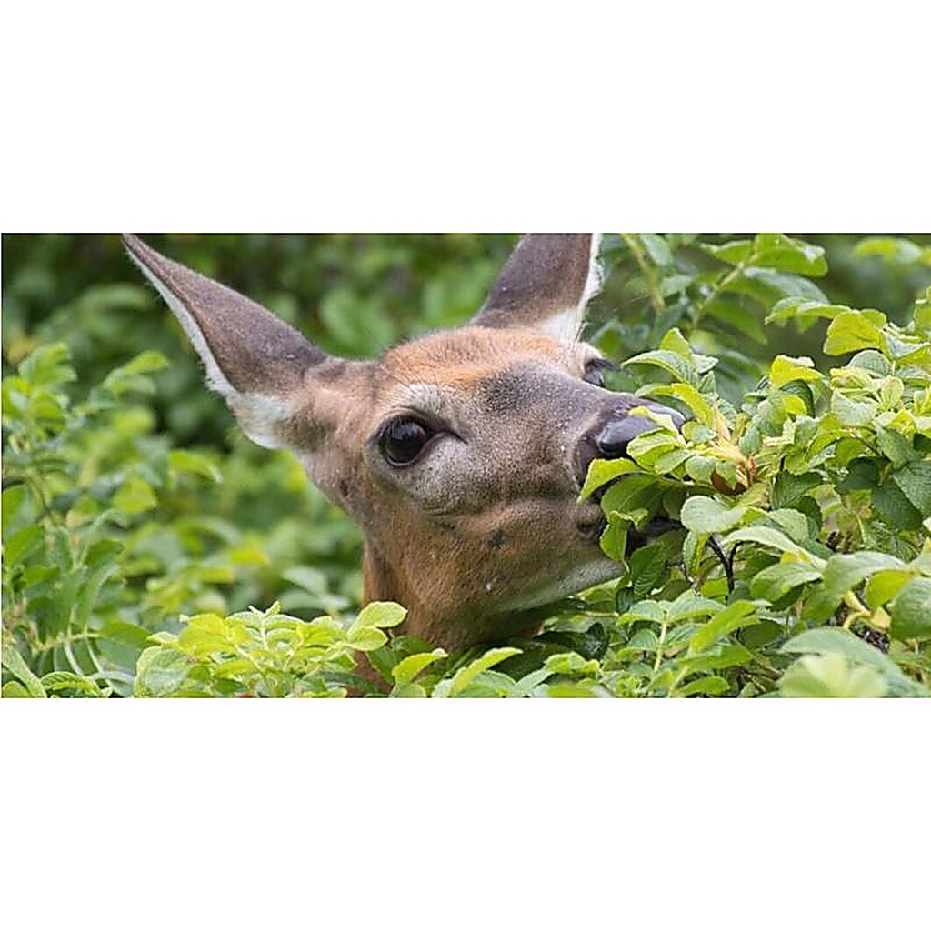 Summit - 2001 - Deer Ban Animal Repellent Capsule for Deer 50 CT