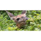 Summit - 2001 - Deer Ban Animal Repellent Capsule for Deer 50 CT