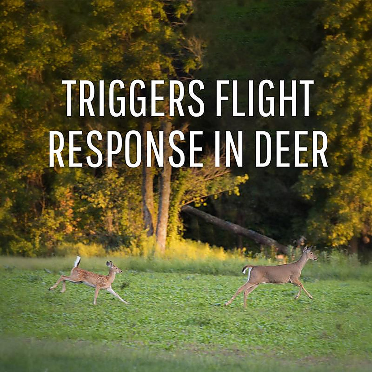 Safer - 5962 - Brand Deer Off Repellent Station Stake for Deer 6 Pack