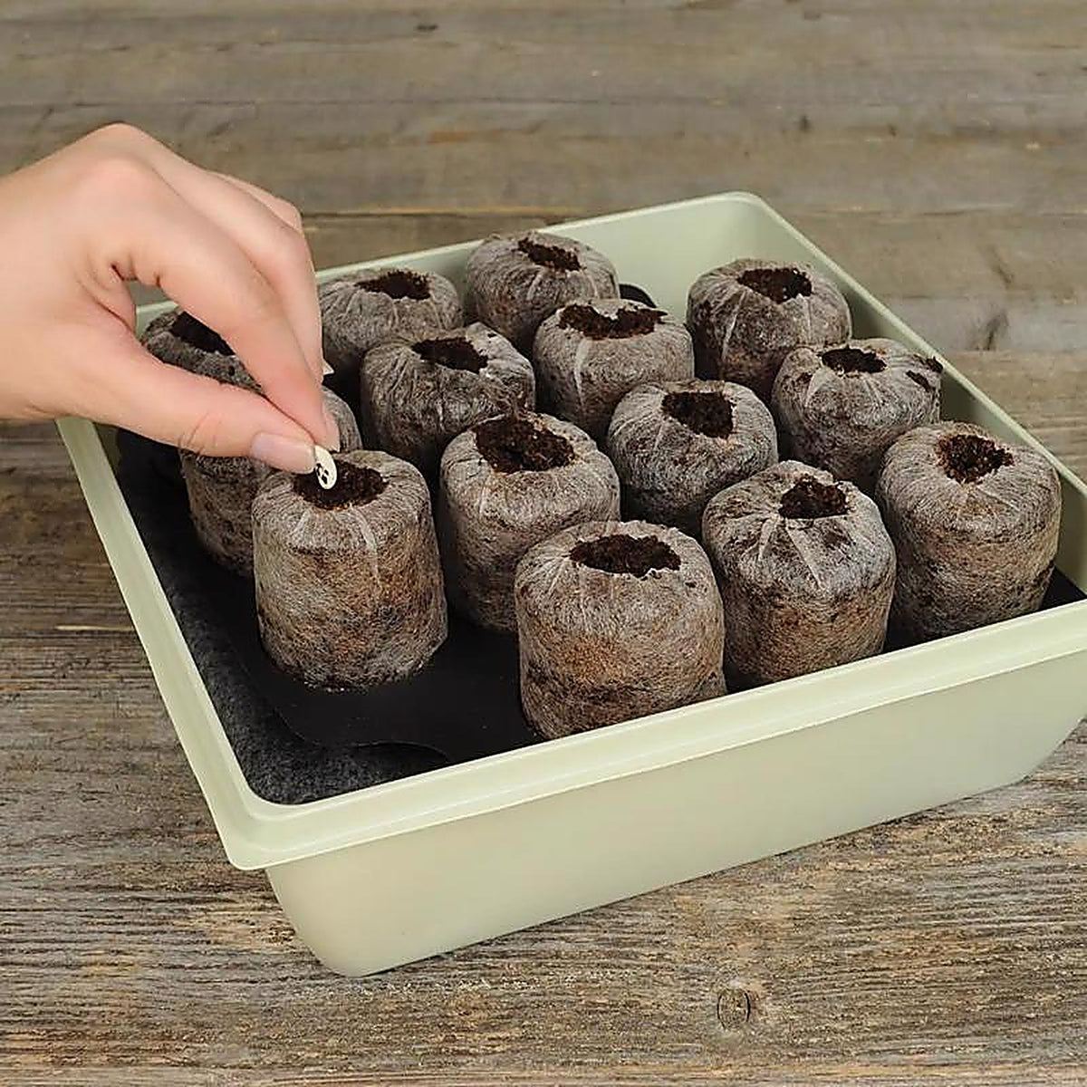 Jiffy - T14HG - 14 Cells 11 In. H X 11 In. W Seed Starting Kit 1 Pack