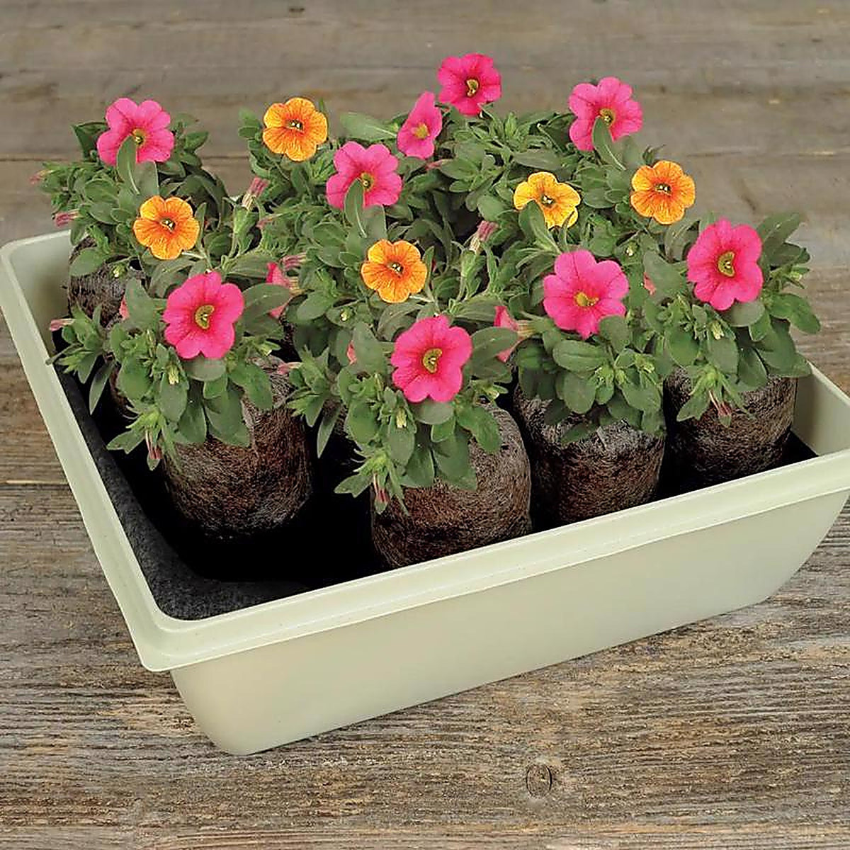 Jiffy - T14HG - 14 Cells 11 In. H X 11 In. W Seed Starting Kit 1 Pack