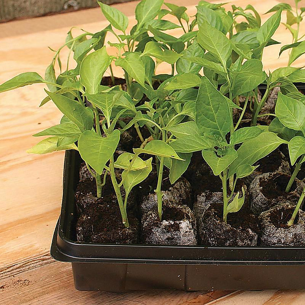 Jiffy - J450GS - 50 Cells 11 In. W X 22 In. L Seed Starting Kit 1 Pack