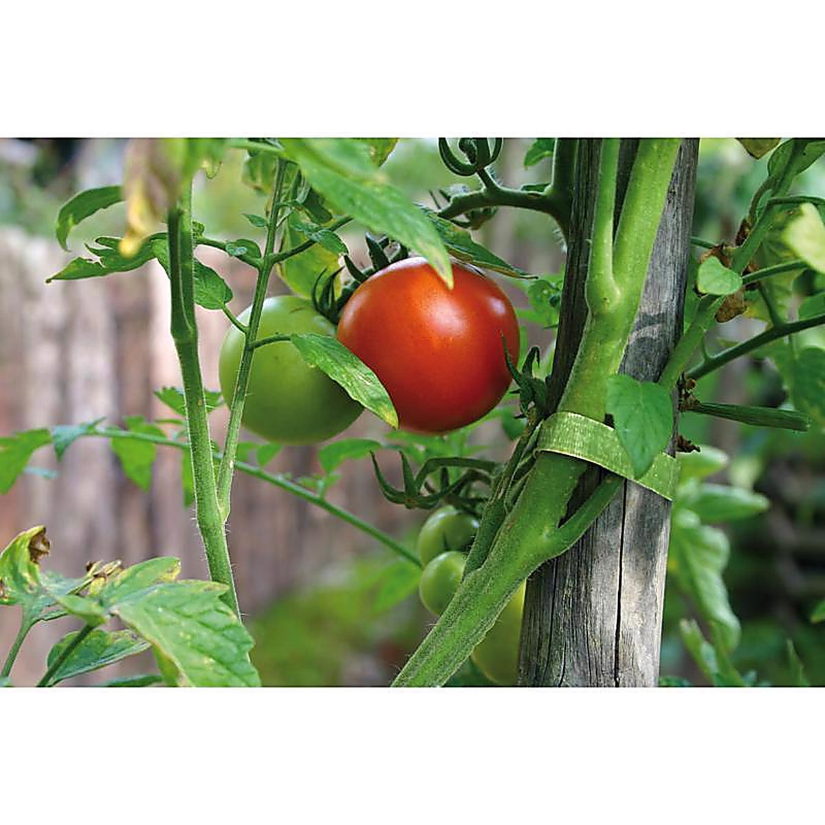 Velcro VEL30071ACS-AMS One Wrap Garden Ties 1/Pack