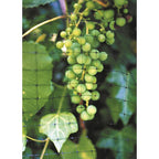 Tenax - 2A220063 - 100 Ft. L X 7 Ft. W 1 Pack Bird Netting