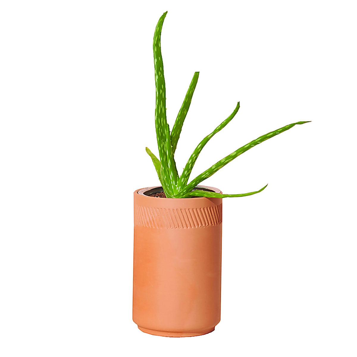 Modern Sprout - MS-TE-1003 - Healing Aloe Succulent Seed Starter Kit