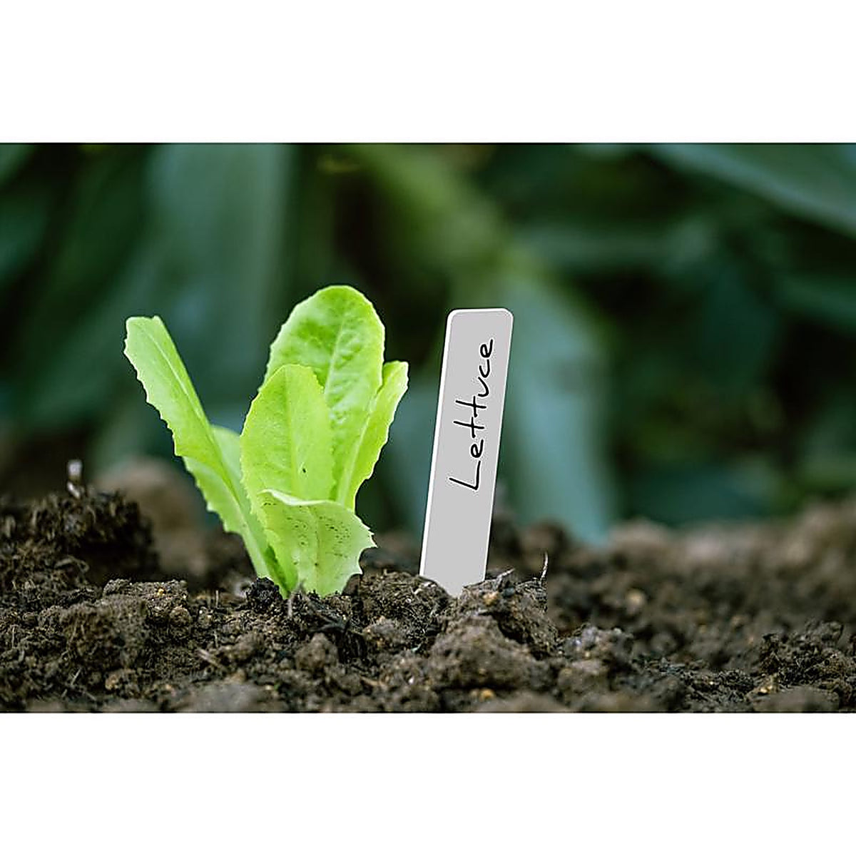 Panacea - 86872 - 8 In. H X 4 In. W X 0.6 In. D White Plastic Plant Label