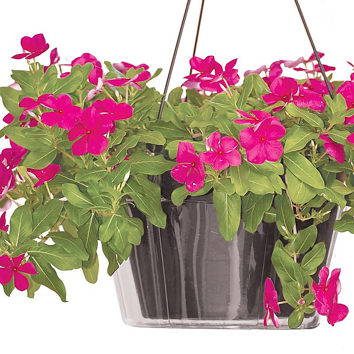 Crescent Garden - BV100H00C - 5 In. H X 10 In. D Polyethylene Hanging Basket Drip Pan Clear