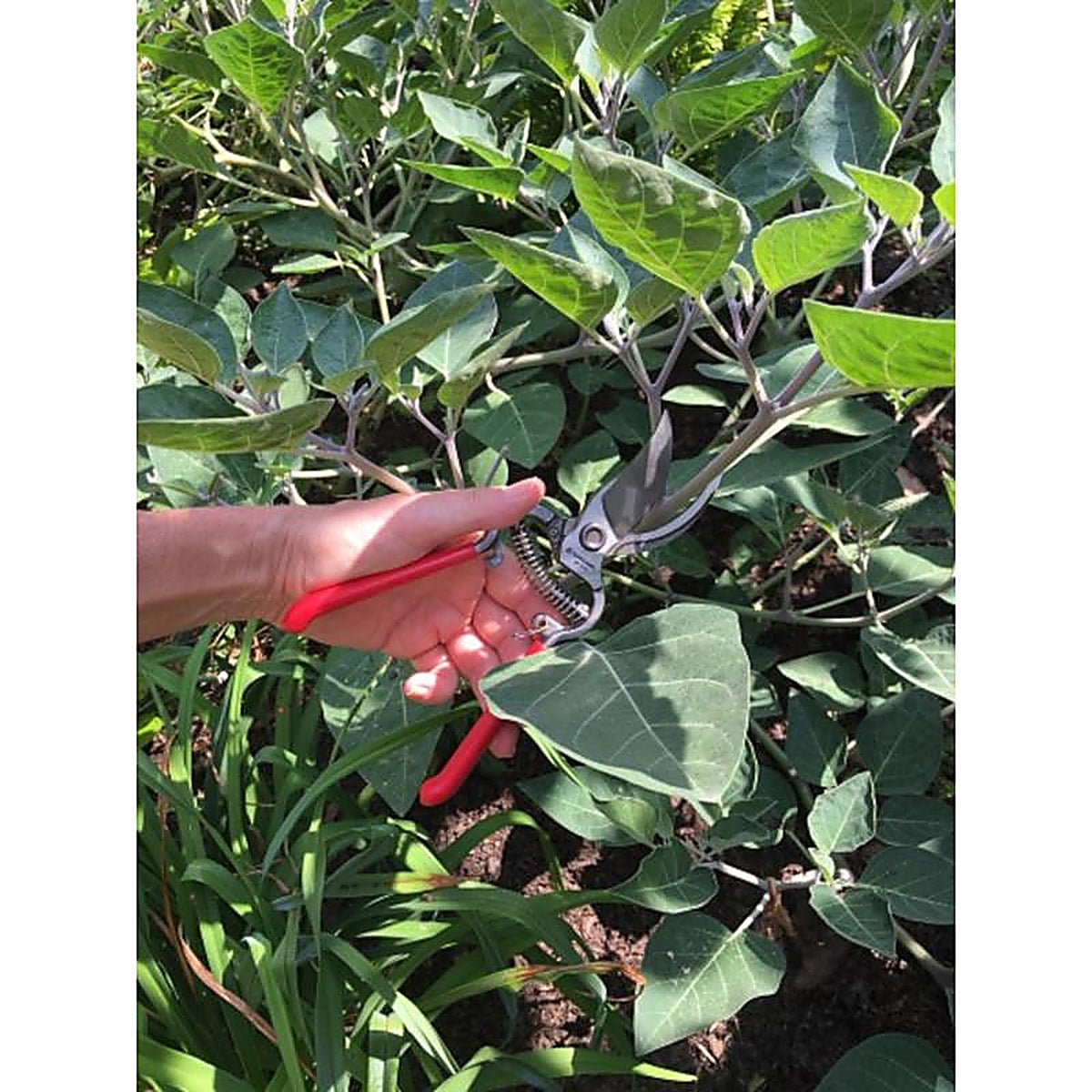 Corona BP3160 Classic Cut 8 in. Steel Bypass Pruners
