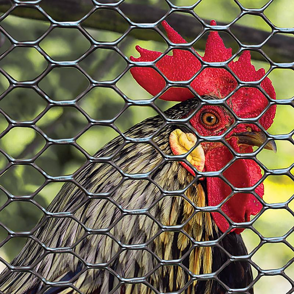 Tenax 72120546 3 ft. H x 25 ft. L 20 Ga. Black Poultry Fence