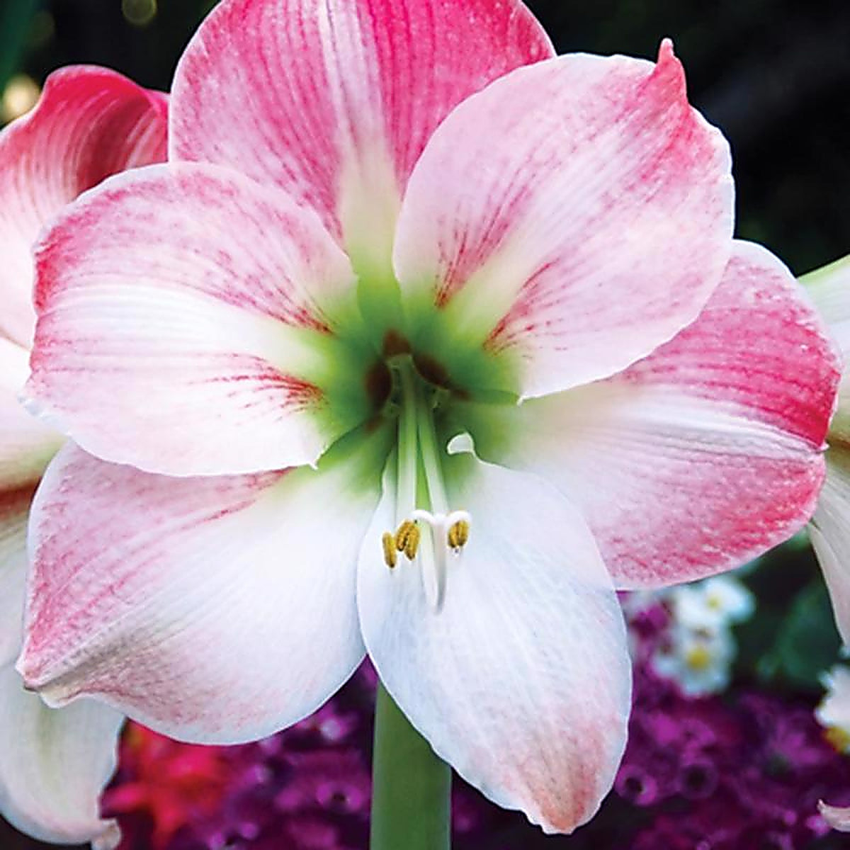 Degroot - AY912A00 - Amaryllis Gift Box Bulb Kit 1 Pack