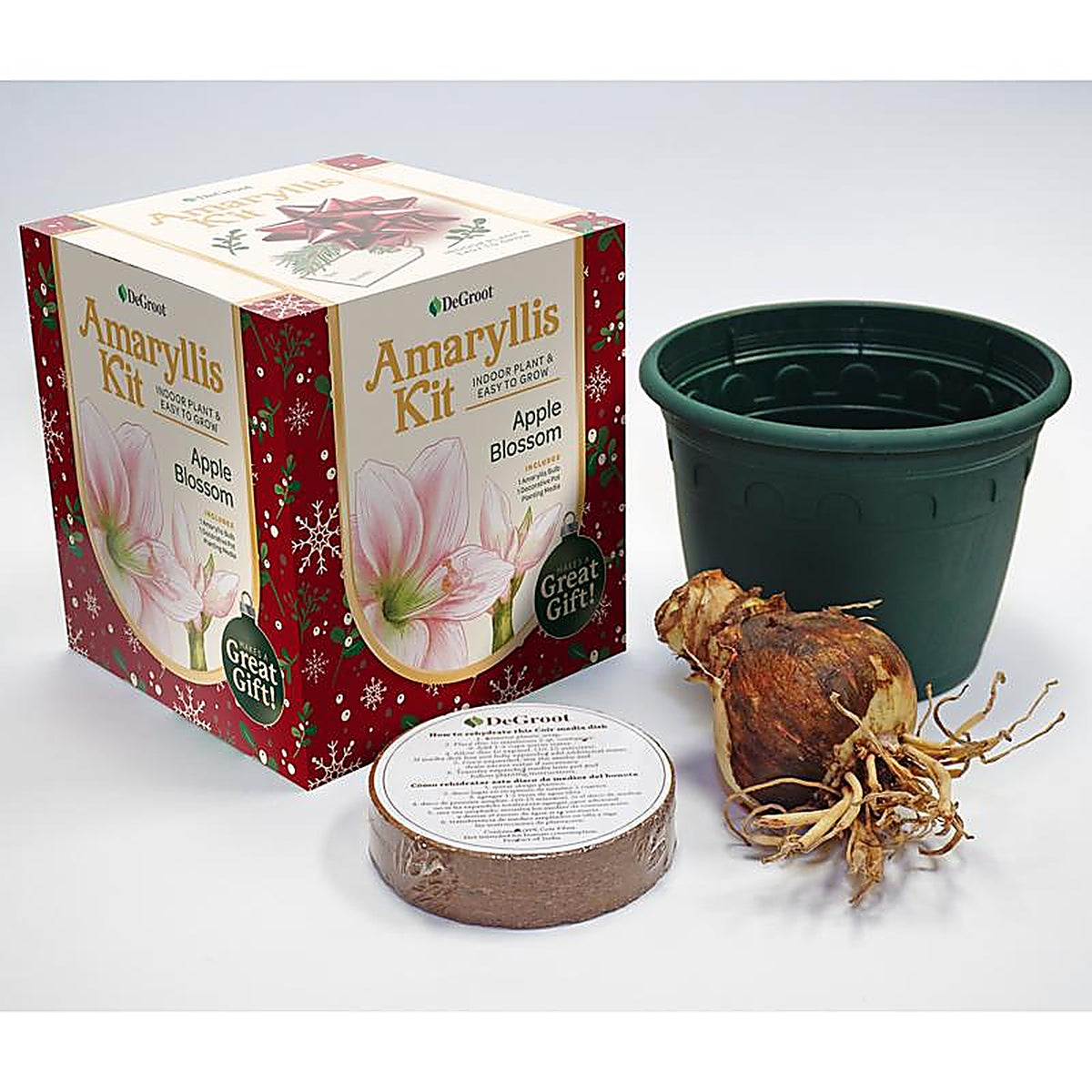 Degroot - AY912A00 - Amaryllis Gift Box Bulb Kit 1 Pack