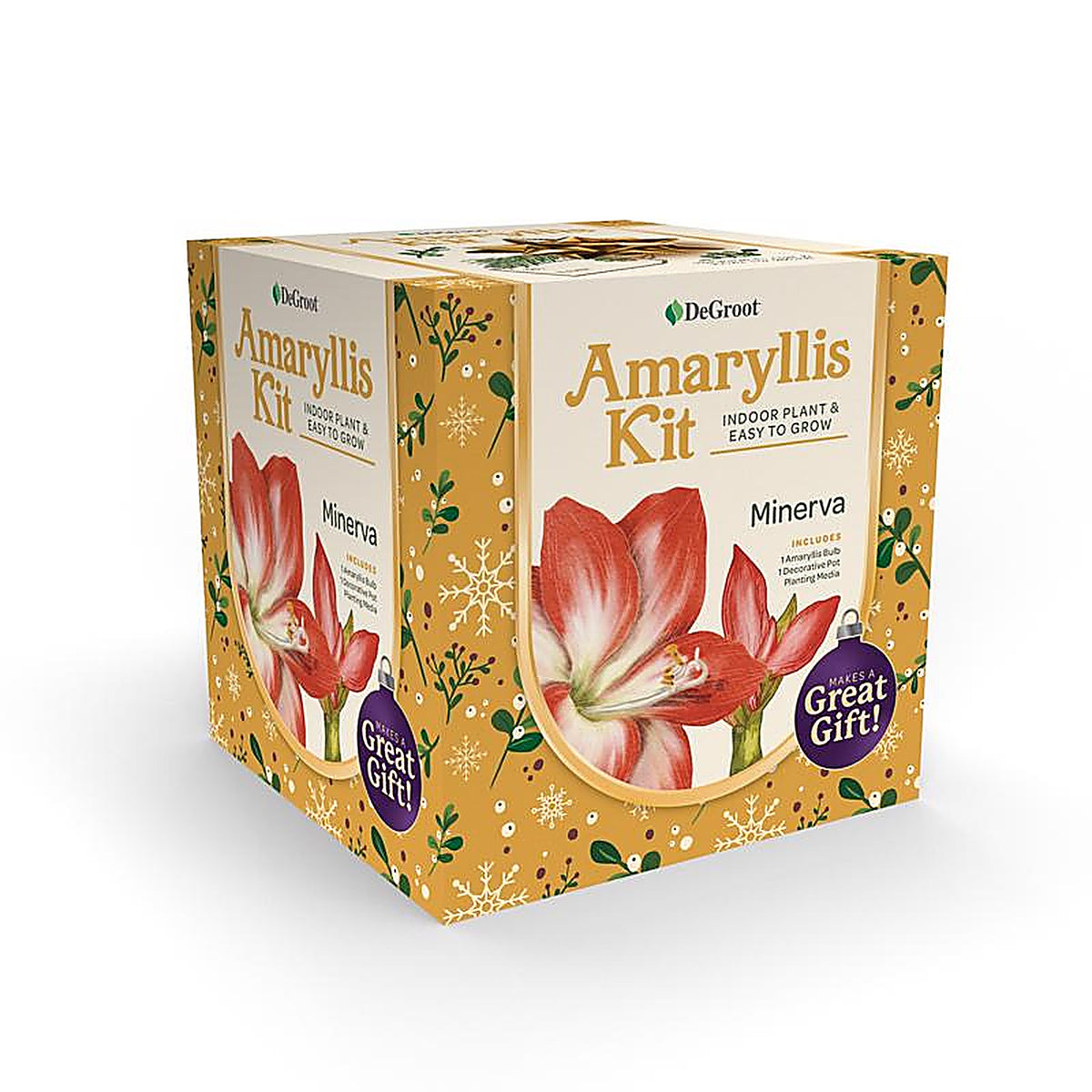 Degroot - AY912A00 - Amaryllis Gift Box Bulb Kit 1 Pack