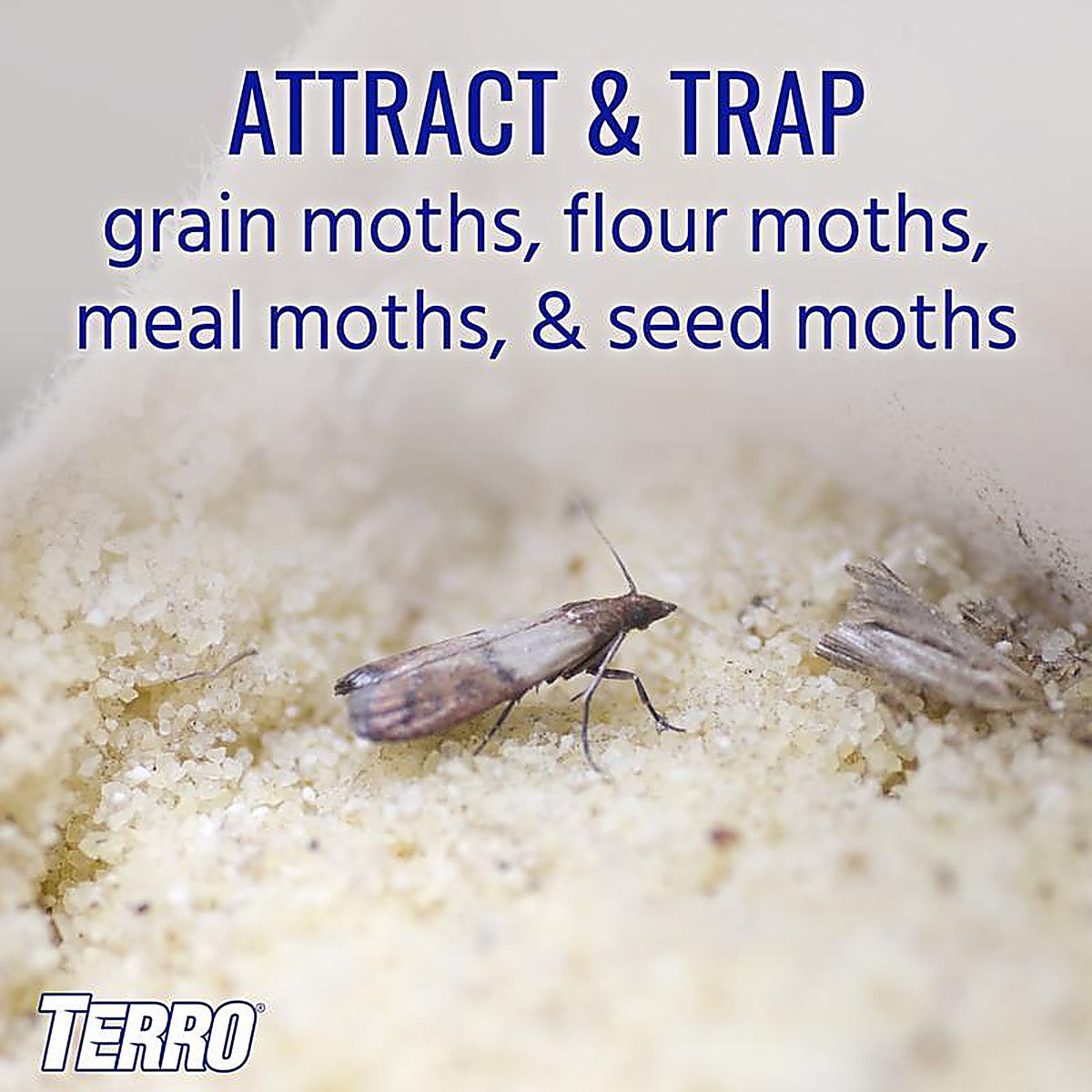 Terro - T2900 - Pantry Moth Trap 2 Pack