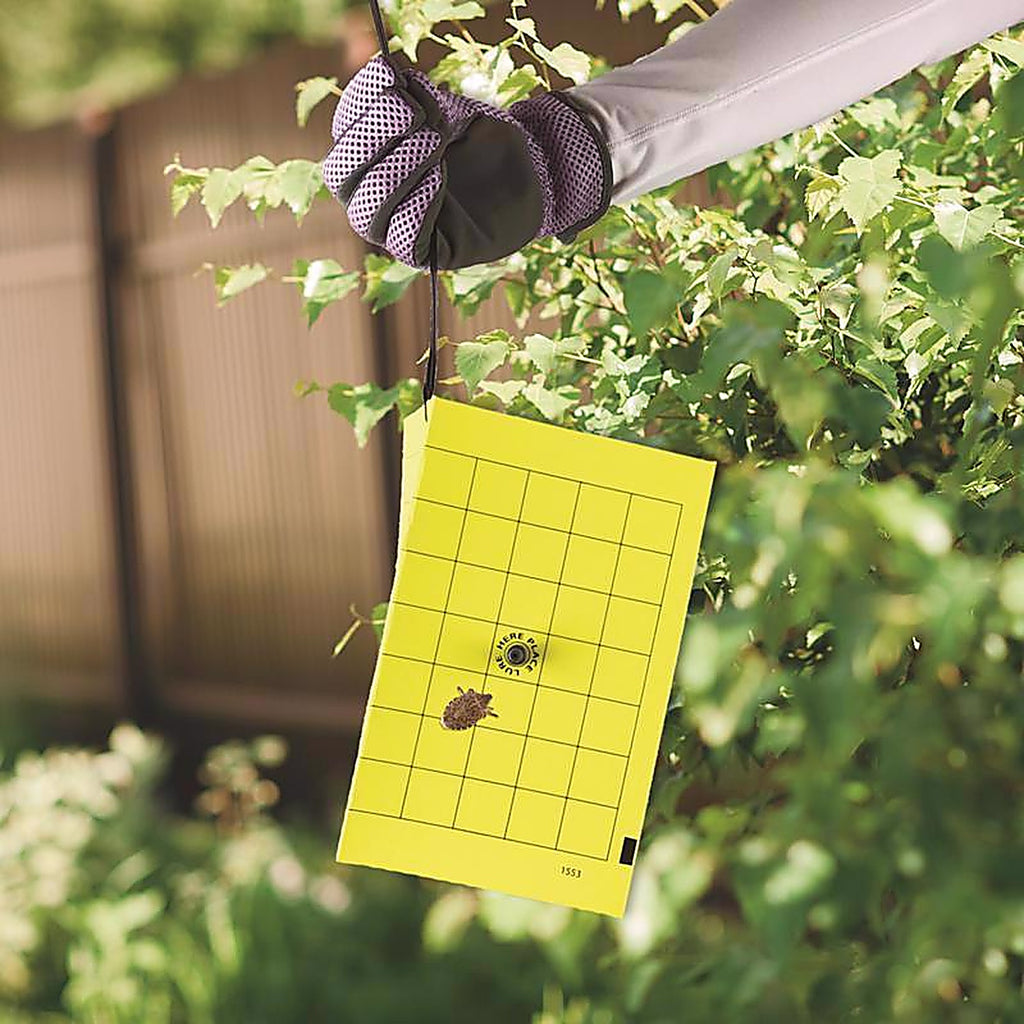 Bonide - 198 - Bug Beater Stink Bug Trap 3 Pack