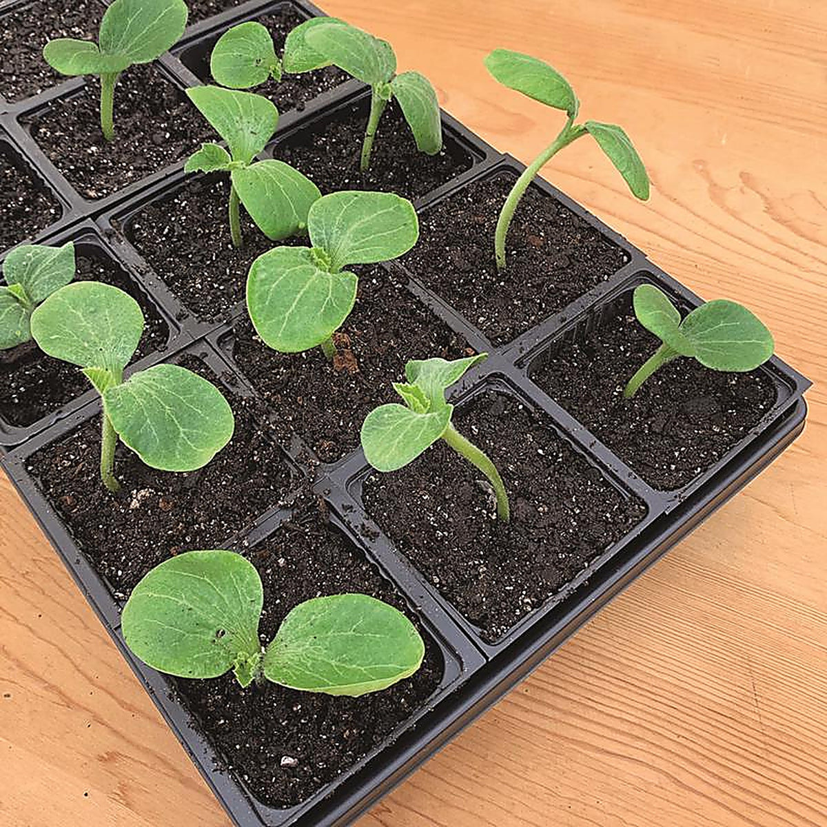 Ferry-Morse - P180-6 - 18 Cells 11 In. W X 22 In. L Seed Starting Kit 1 Pack