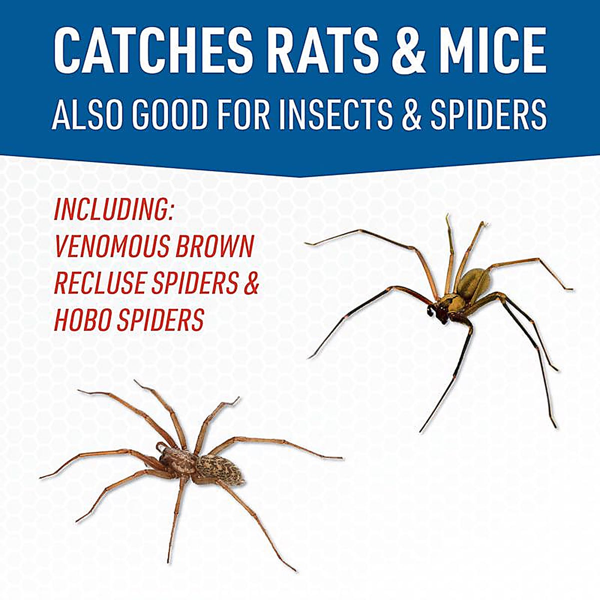 JT Eaton 185 Glue Board For Insects and Mice 1 pk