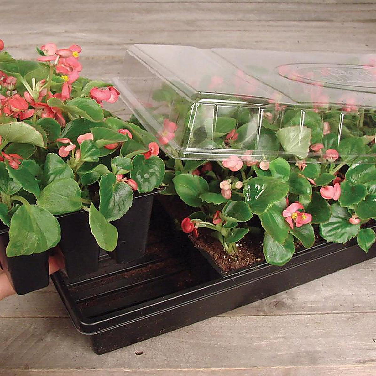 Jiffy - T72HST-14 - Greenhouse 72 Cells 11 In. W X 22 In. L Seed Starting Kit 1 Pack