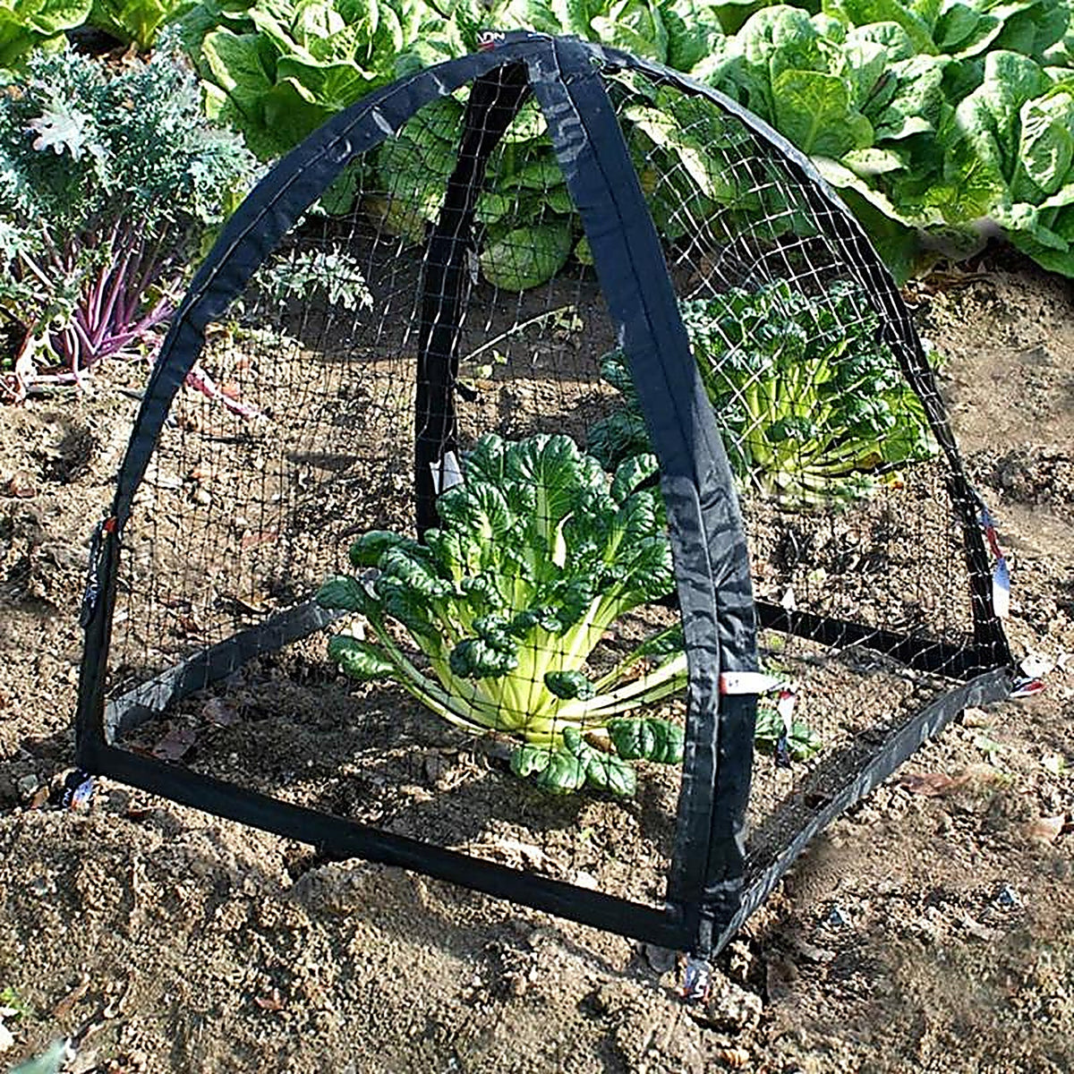 Nuvue - 30200 - Pestguard 25 In. L X 25 In. W 1 Pack Plant Protector