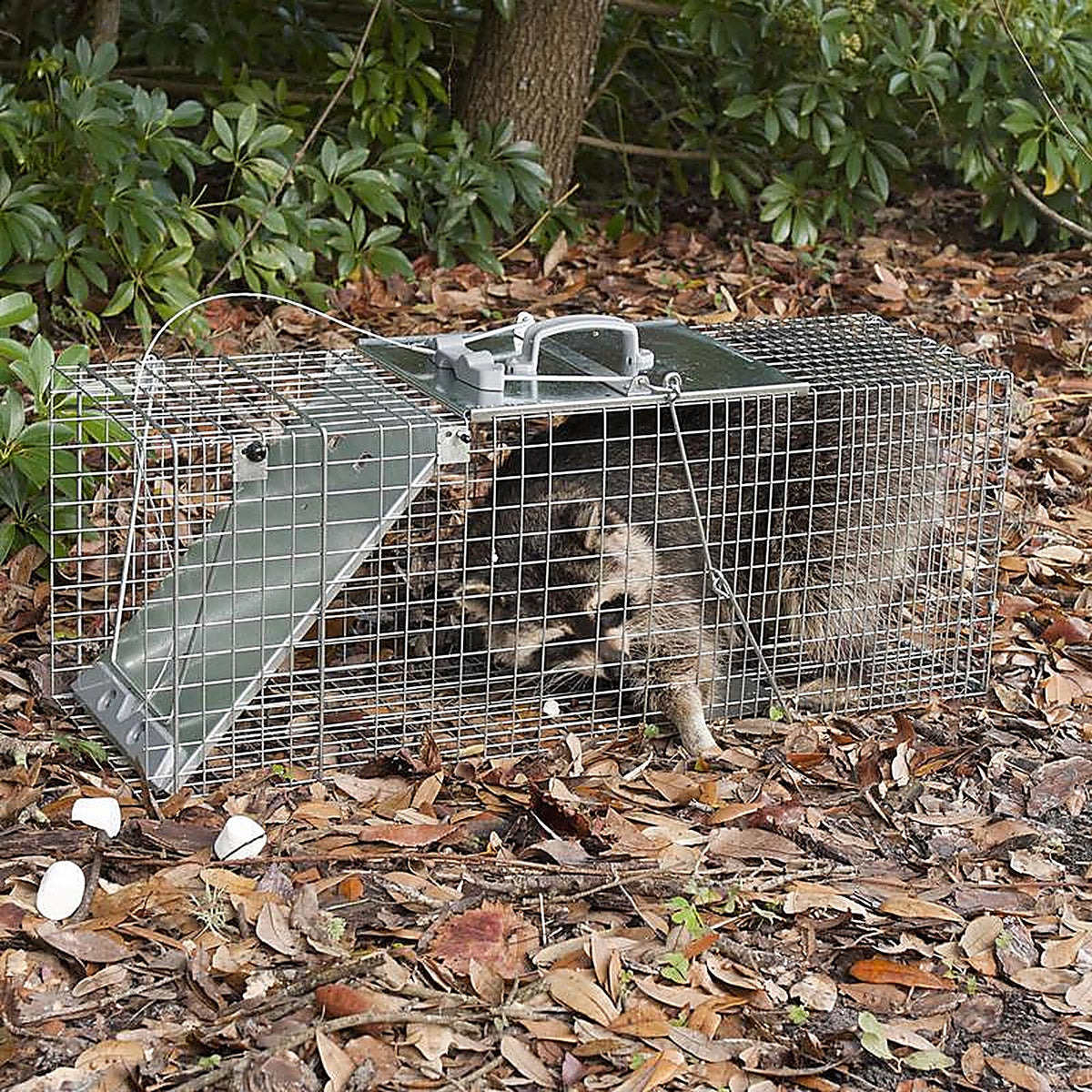 Havahart - 1085 - Large Live Catch Cage Trap for Cats and Raccoons 1 Pack