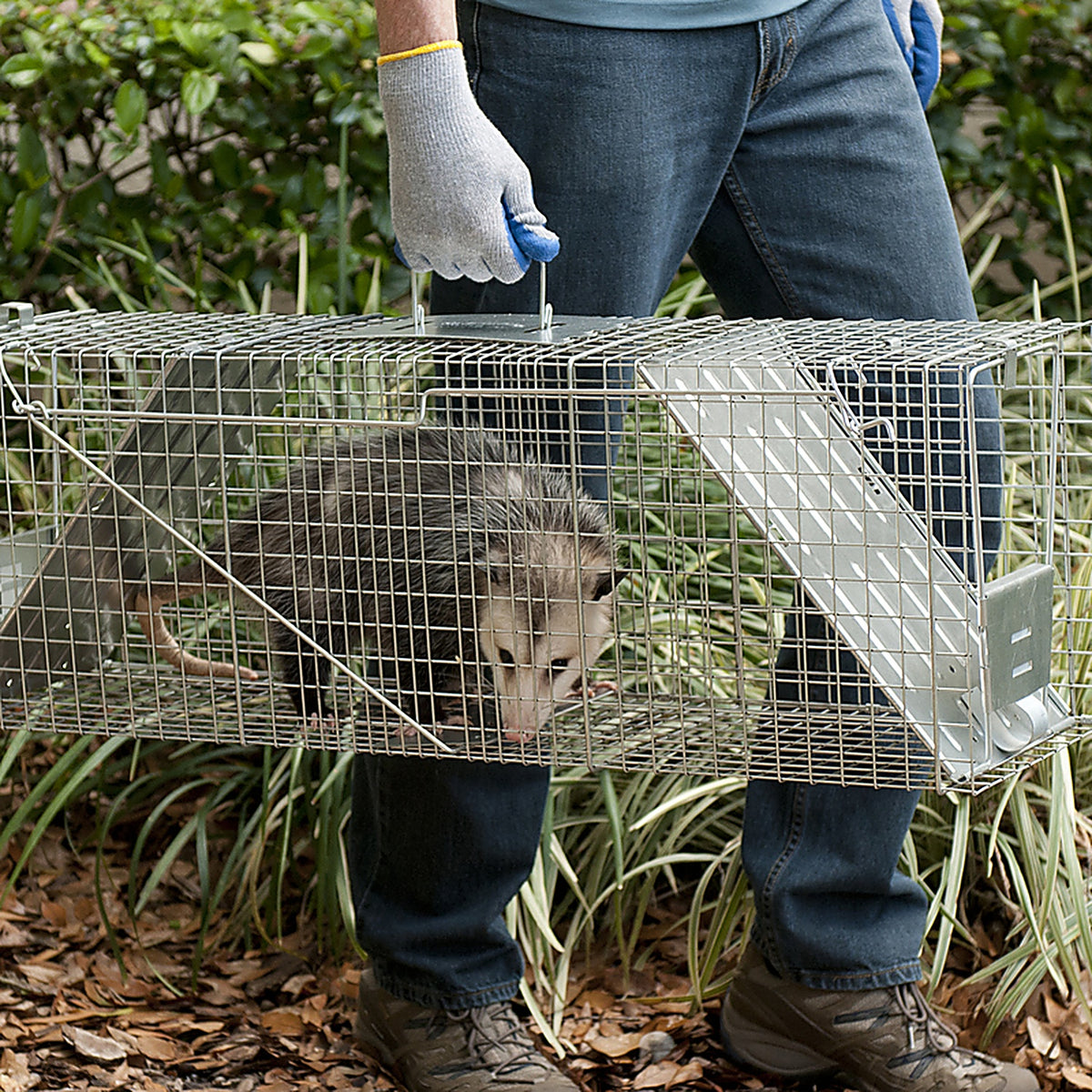 Havahart - 1045 - Large Live Catch Cage Trap for Raccoons 1 Pack