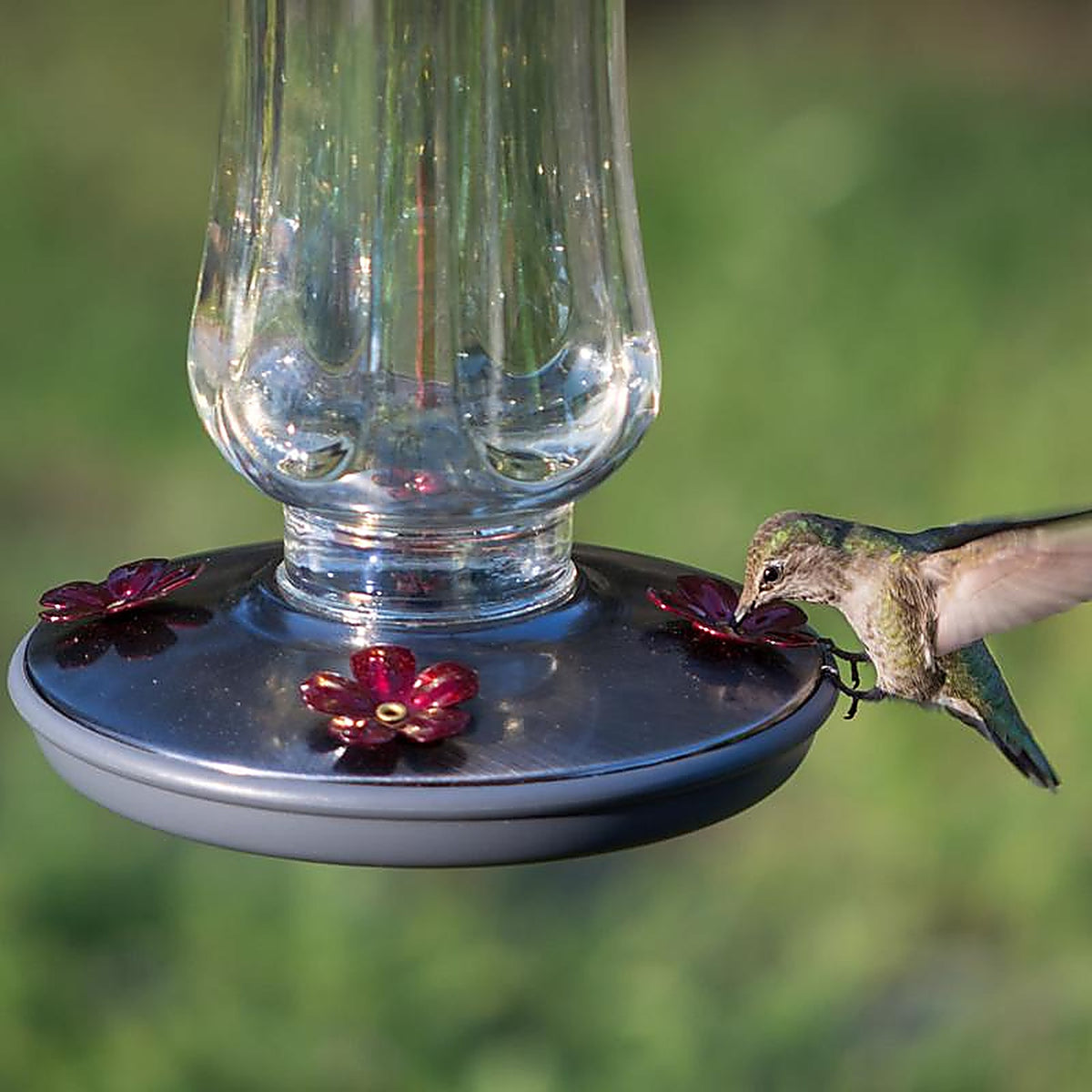 Perky-Pet 8132-2 Hummingbird 16 Glass Nectar Feeder 4 ports