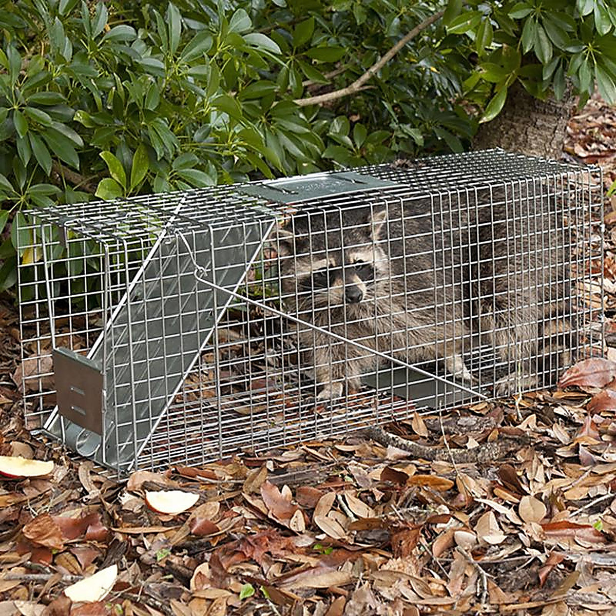 Havahart - 1079 - Large Live Catch Cage Trap for Cats and Raccoons 1 Pack