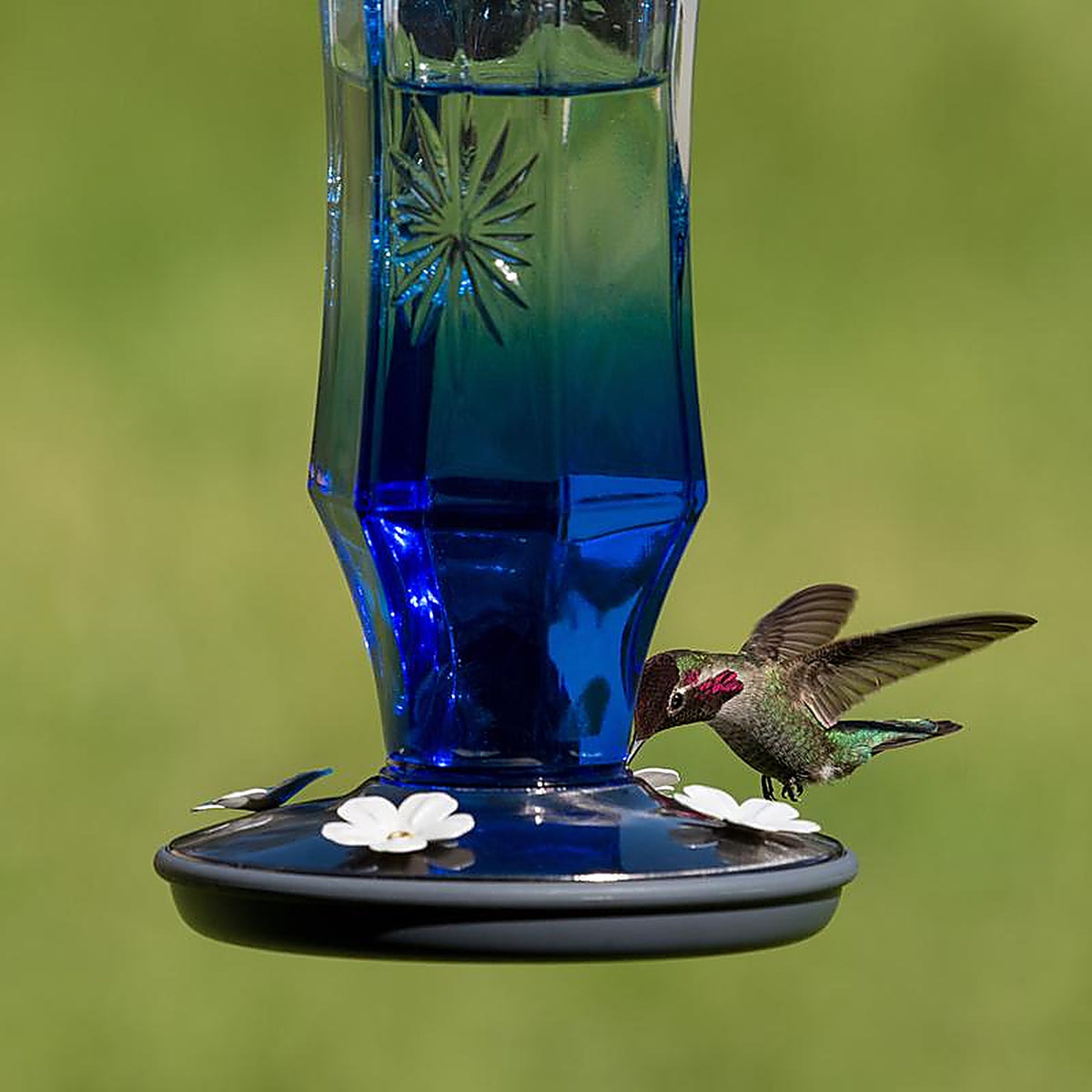 Perky-Pet 8129-2 Hummingbird 16 oz. Glass Nectar Feeder 4 ports