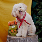 Bark 207723 Multicolored Plush Rucksack Dog Toy 1 pk