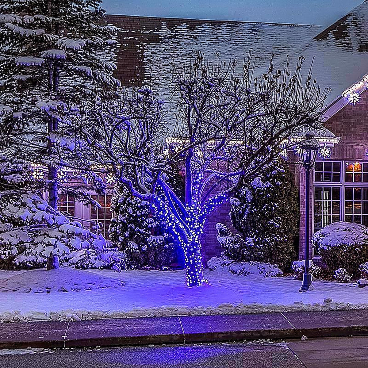 Celebrations - C650BLA - Platinum LED C6 Blue 50 CT String Christmas Lights 25 Ft.